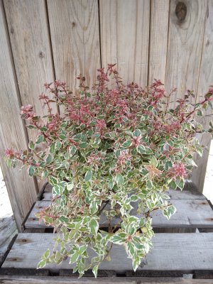 Abelia grandiflora Pink Lady, Abelia