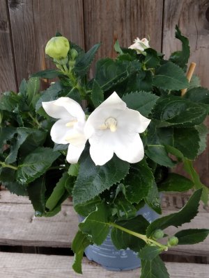 Platycodon grandiflorus, Platycodon, Praktklocka