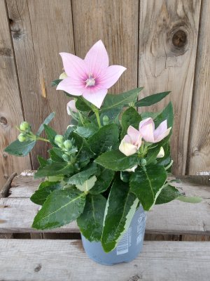 Platycodon grandiflorus, Platycodon, Praktklocka