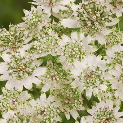 Astrantia major Star of Billion ®, Stjärnflocka