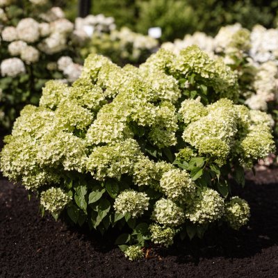 Hydrangea paniculata Living Little Apple ®