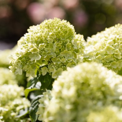 Hydrangea paniculata Living Little Apple ®