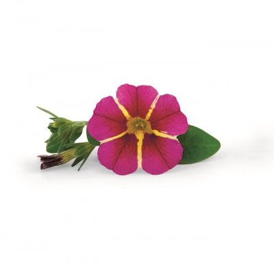 Småpetunia, Stickling, Million Bells Superbells ™ Cherry Star
