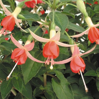 Fuchsia Shadow Dancer ® Peggy