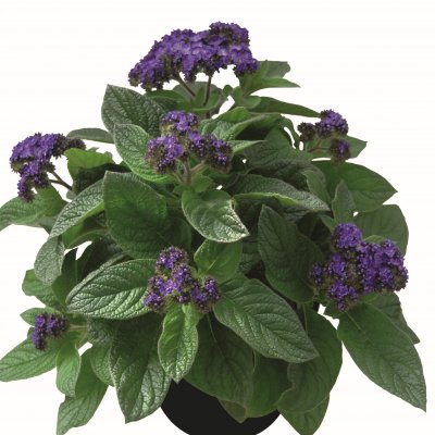 Heliotrop Midnight Sky, stickling 2-pack