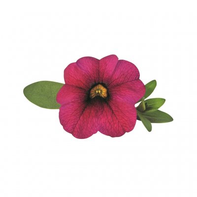Småpetunia, Stickling, Million Bells Superbells ™ Unique Magenta