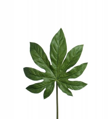 Aralia Blad Grön 80cm