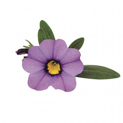Småpetunia, Stickling, Million Bells Superbells ™ Unique Lavender