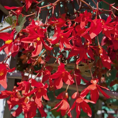 Begonia Mistral ® Dark Red, stickling 3-pack