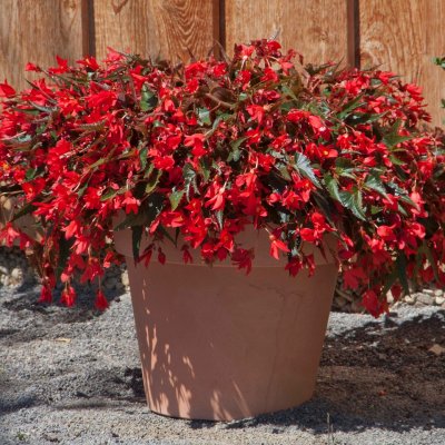 Begonia Mistral ® Dark Red, stickling 3-pack