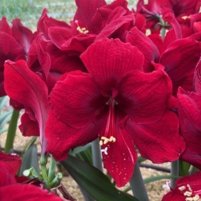 Amaryllis Amarossi ®