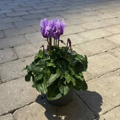 Cyclamen Super Blue Dragon