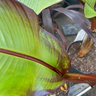 Ensete ventricosum Maurelli