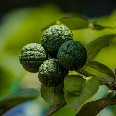 Citrus hystrix, Kaffirlime