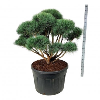 Pinus sylvestris Watereri (Nana)