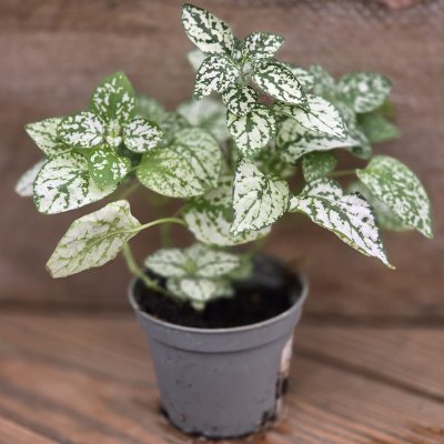 Hypoestes White