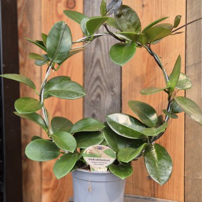 Hoya australis