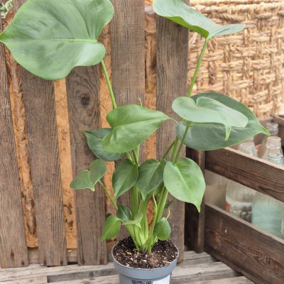 Monstera deliciosa, Monstera