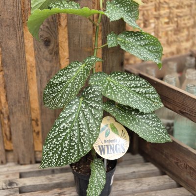 Begonia albopicta Silver, Änglavinge