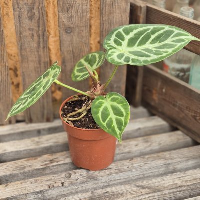 Anthurium Silver Blush