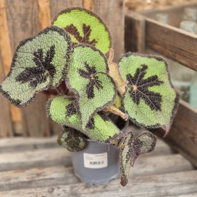 Begonia Mason Mountain