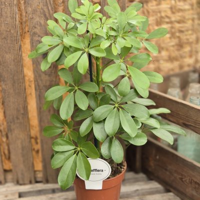 Schefflera Nora