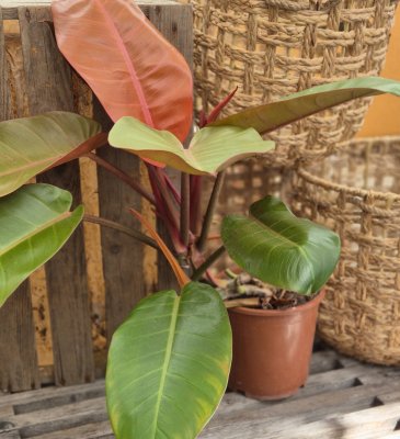 Philodendron Prince of Orange
