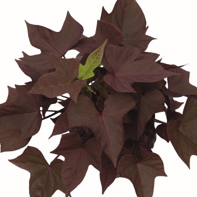 Batata Ipomoea Sweet Caroline Copper, stickling 2-pack