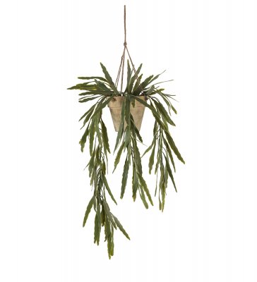 Rhipsalis Grön 70cm