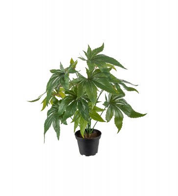 Anthurium Grön 30cm