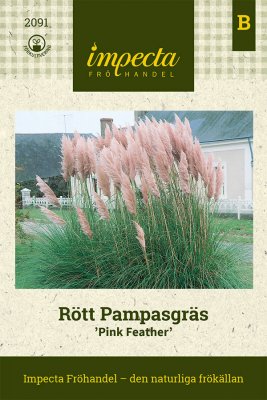 Pampasgräs Pink Feather