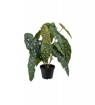 Forell Begonia Grön 40cm, Konstgjord