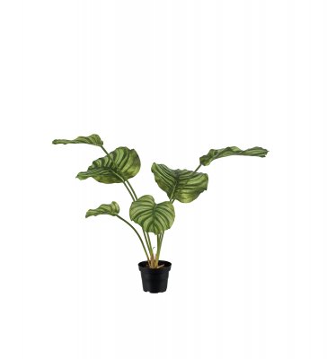 Calathea Grön 55cm, Konstgjord
