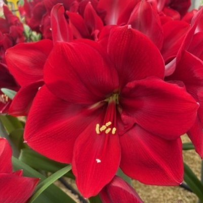 Amaryllis Corazon ®