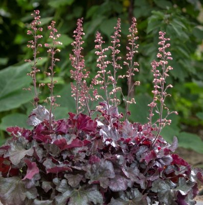 Heuchera hybr. Rex Purple, Alunrot, C3