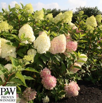 Hydrangea paniculata Pinkachu ®, Syrénhortensia, C5