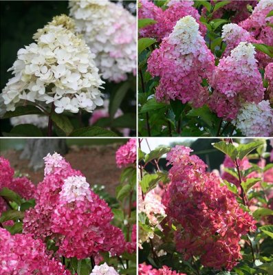 Hydrangea paniculata Fraise Melba ® (Renba), Vipphortensia, C5