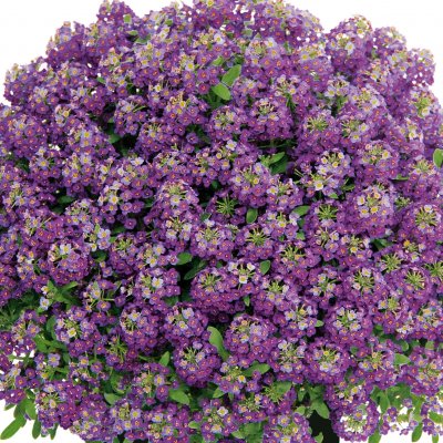 Strandkrassing Princess in Purple, stickling 2-pack