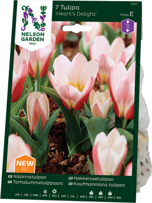 Tulpan Näckros Tulipa Hearts Delight