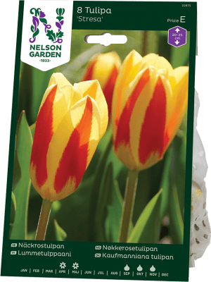 Tulpan Näckros Tulipa Stresa