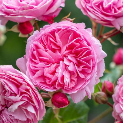 Rosa austin Penelope Lively ® Jonathan Buckley David Austin Roses