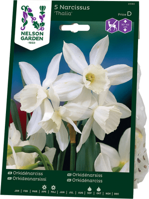 Orkidénarciss Narcissus Thalia