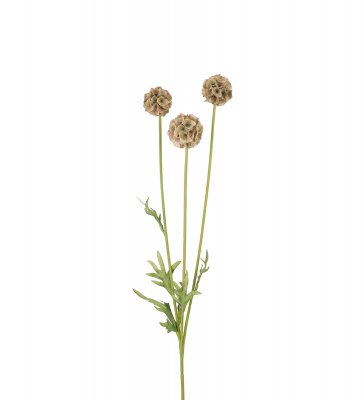 Scabiosa 60cm