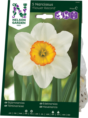 Pingstlilja Narcissus Flower Record