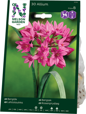 Berglök Allium oreophilum