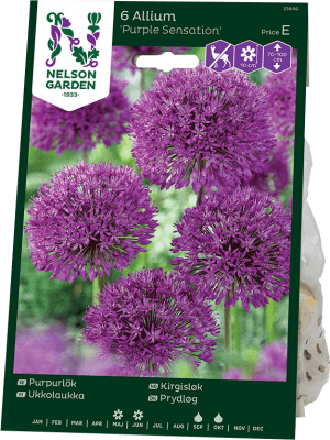 Purpurlök Allium x hollandicum Purple Sensation