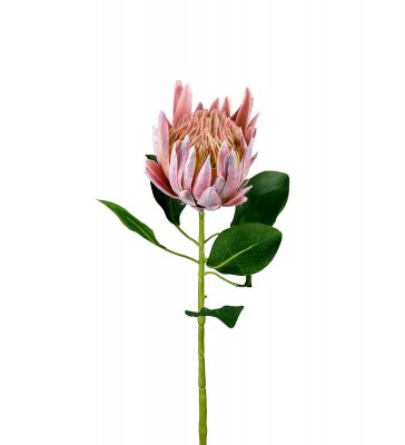 Protea Rosa 70cm, Konstgjord