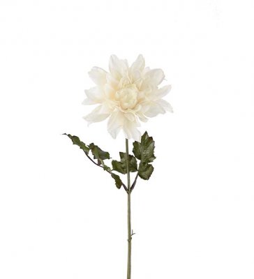 Dahlia Vit 45cm
