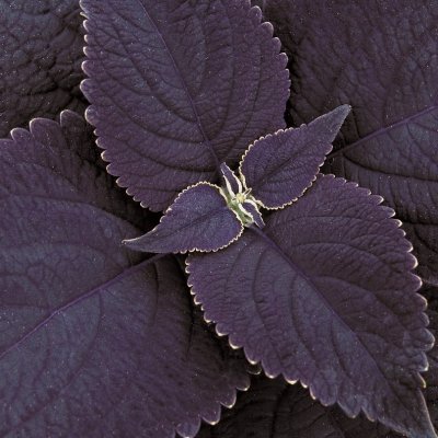 Palettblad Black Prince
