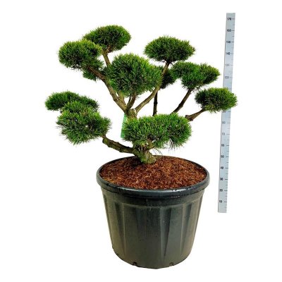 Pinus mugo Gnom